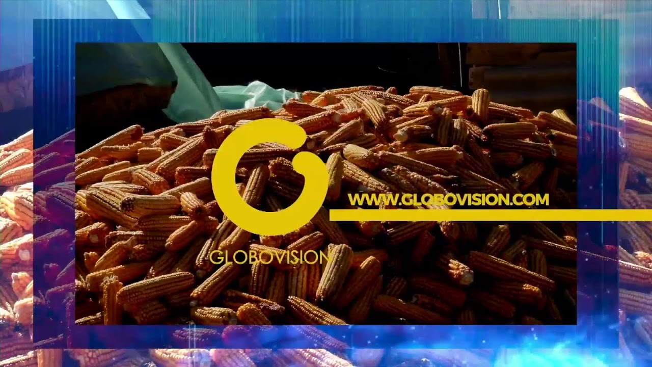 Globovisión en vivo hoy: cómo verla gratis y legal