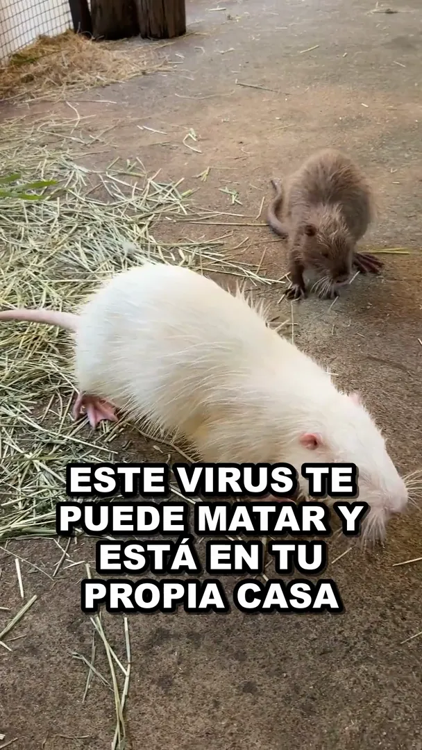 ¿Qué es el hantavirus y cómo se contagia? El video que debes ver