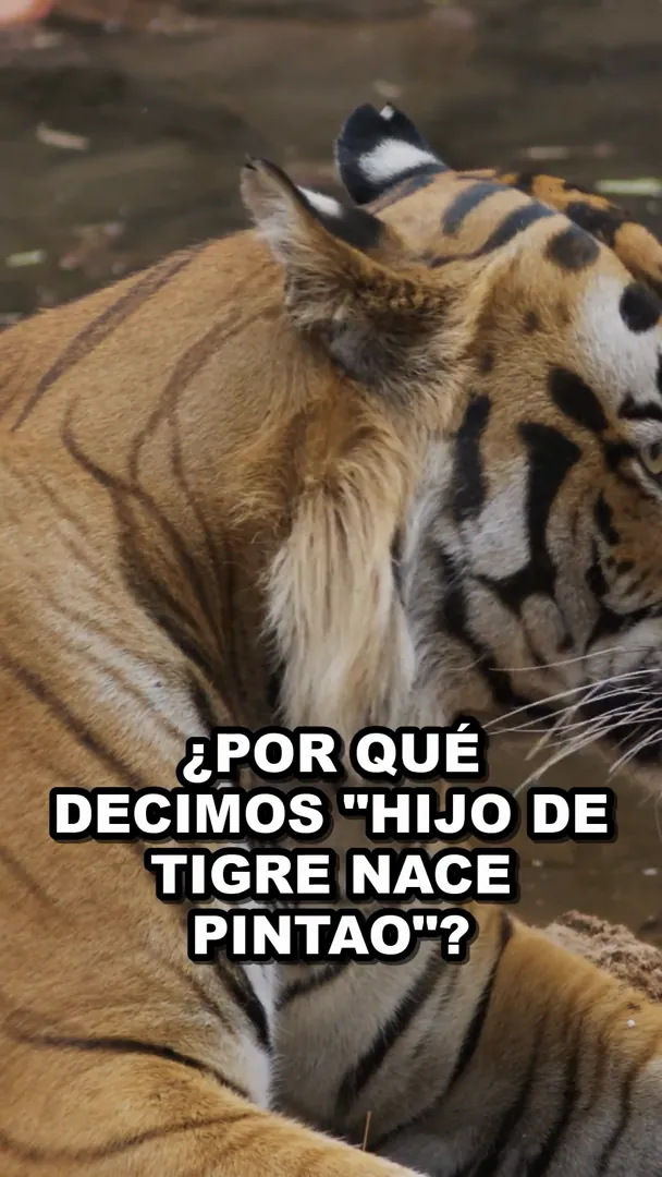 Hijo de tigre nace pintao: las rayas están en la piel, no en el pelo