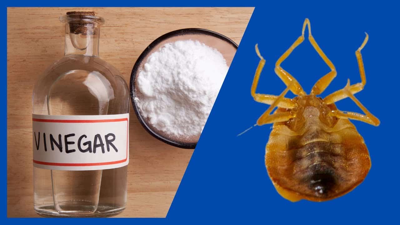 Veneno Para Chinches 100 Efectivo: Los métodos y productos más efectivos para erradicar las chinches